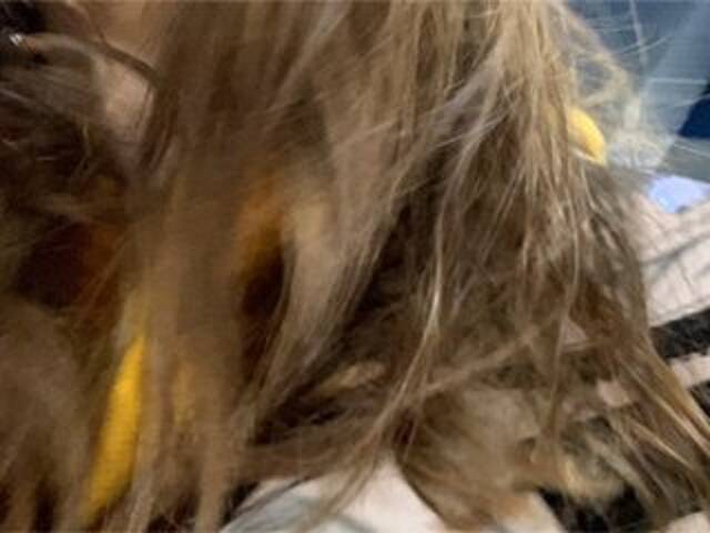 Apraides ekrānuzņēmumi Eliness