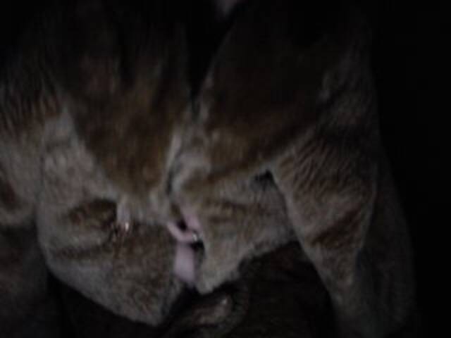 Apraides ekrānuzņēmumi mila-ya