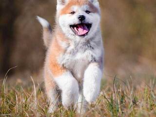 Erotiska video tērzēšana Val309a